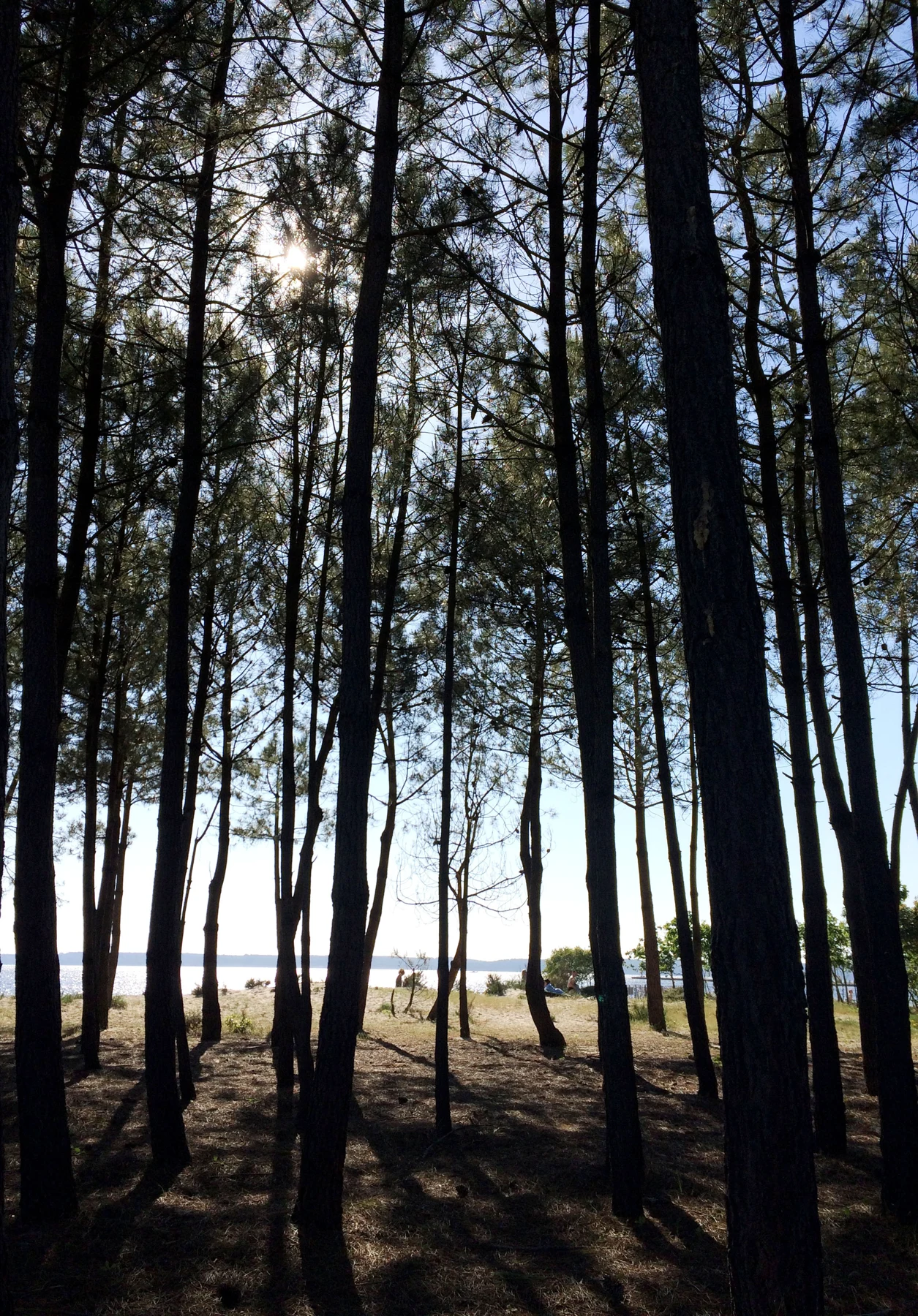 Les pins de Hourtin — Photographie