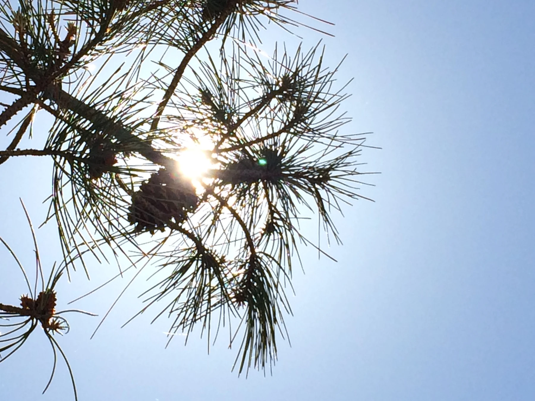 Lacanau — Photographie